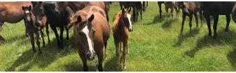 Guía Definitiva para Comprar un Poni de Polo Guía Definitiva para Comprar un Poni de Polo